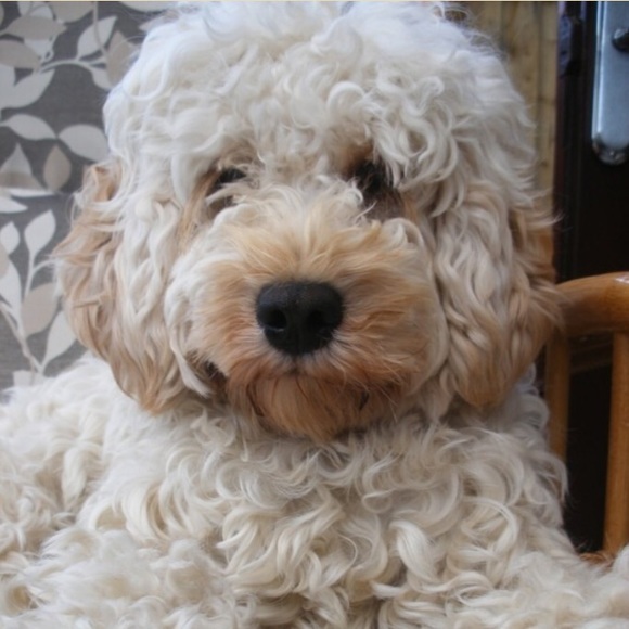 Profile Picture of Molly Newmister (@mollyn32) on Poshmark