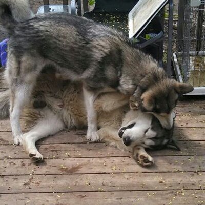 Profile Picture of Kelli Samuelson (@SweetKSam) on Twitter