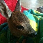 Profile Picture of Linda Beenfeldt (@Lindabeenfeldt1) on Twitter