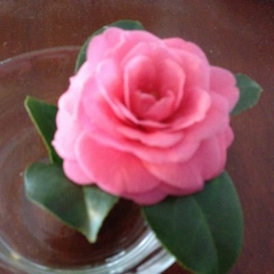 Profile Picture of Phyllis Johnson (@mrsphjohnson) on Twitter