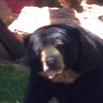 Profile Picture of Ward Chapman (@wardachapman) on Twitter