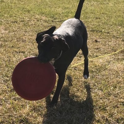 Profile Picture of Steve DeVito (@vitodesteve) on Twitter