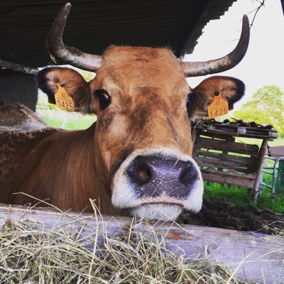 Profile Picture of Borja Alcázar (@boritoito) on Twitter