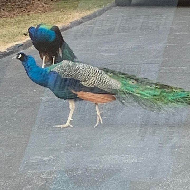 Profile Picture of Scotty Beauchamp (@scottyrbeauchamp) on Tiktok