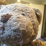 Profile Picture of Adam Bailey (@mojo_trees) on Instagram