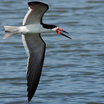 Profile Picture of Salt Marsh Photography Juan Salas (@salt marsh photography juan salas) on Flickr