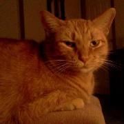 Profile Picture of Becky Alexander Bowden (@rlad0718) on Pinterest