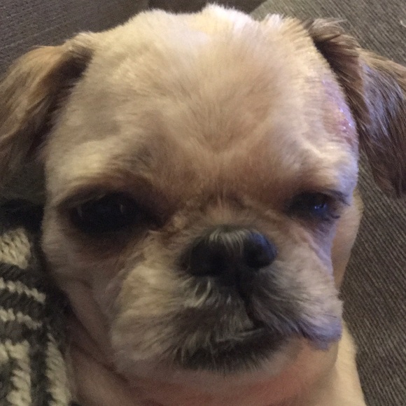 Profile Picture of Rebecca Atanasio (@gordachula116) on Poshmark