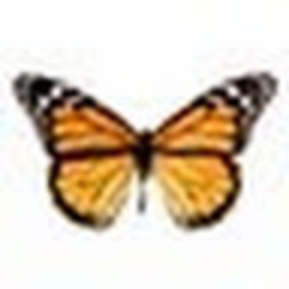 Profile Picture of Michelle Doxsee (@michelledoxsee) on Poshmark