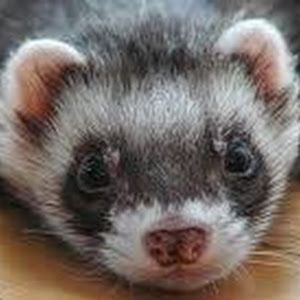 Profile Picture of Adam Krueger (@akrueger47) on Tiktok