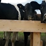 Profile Picture of World of Cows (@albertacowlady) on Instagram