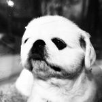 Profile Picture of Ian Chung (@ian.chung.581) on Instagram