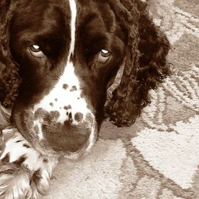 Profile Picture of Sandy Derr (@badgerbaer) on Pinterest
