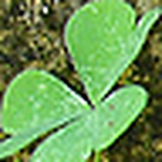 Profile Picture of Nguyen Hue (@meocon461987) on Flickr