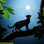 Profile Picture of KittyKat Lover (@kittykatlover9687) on Youtube