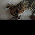 Profile Picture of juanwillis (@juanwillis) on Instagram