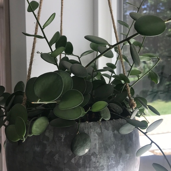 Profile Picture of Sara Bruckelmyer (@marthaalice) on Poshmark