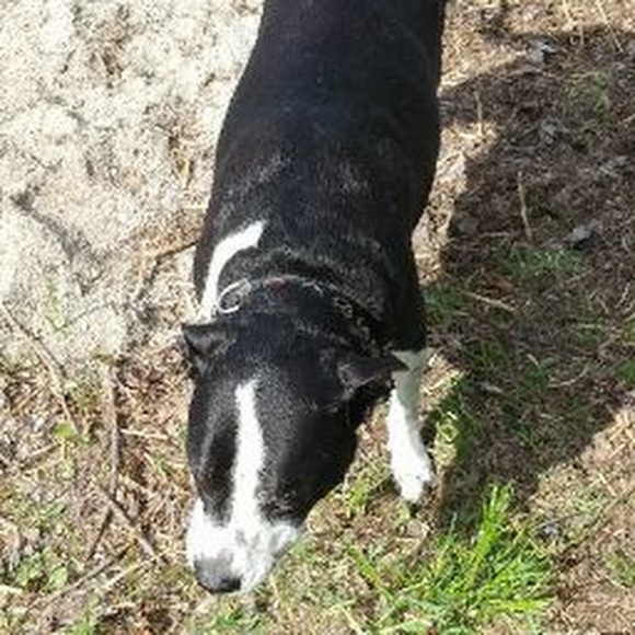 Profile Picture of Dustyn jane Reynolds-butler (@dizzabean) on Poshmark