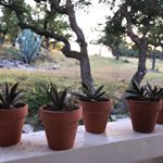 Profile Picture of Annie Schultz (@naturalmysticplants) on Instagram