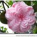 Profile Picture of Camelia Jones (@cameliajones) on Pinterest