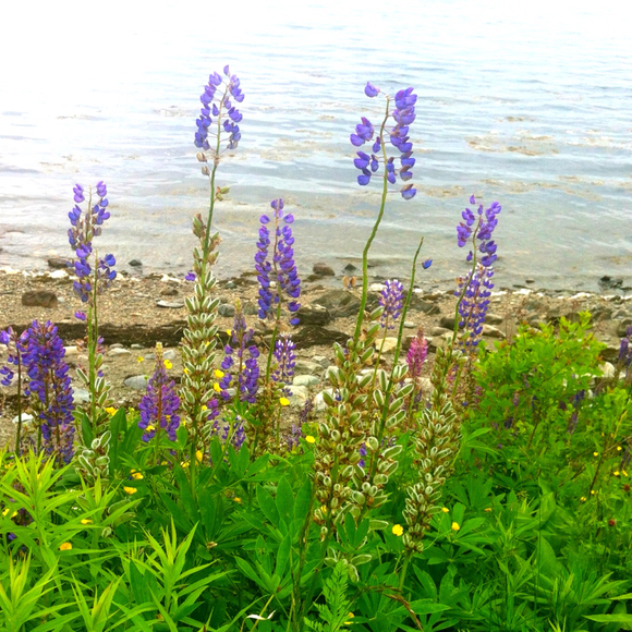 Profile Picture of Heather Chituck (@chituck) on Poshmark