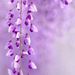 Profile Picture of Thục Anh (@laithithuha1974) on Pinterest