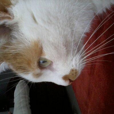 Profile Picture of Luniz Taubensee (@luniztaubenei) on Twitter