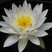 Profile Picture of Danielle Watts (@imnotuma) on Youtube