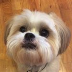 Profile Picture of Andrewkassouf (@andrewkassouuuuf) on Instagram