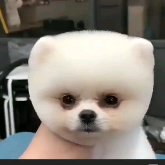 Profile Picture of torryann (@tricle1) on Tiktok