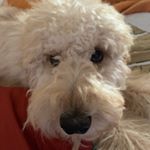 Profile Picture of David Gillard (@david.gillard.737) on Instagram