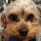 Profile Picture of Lisabelle (@sooooodone1371) on Youtube