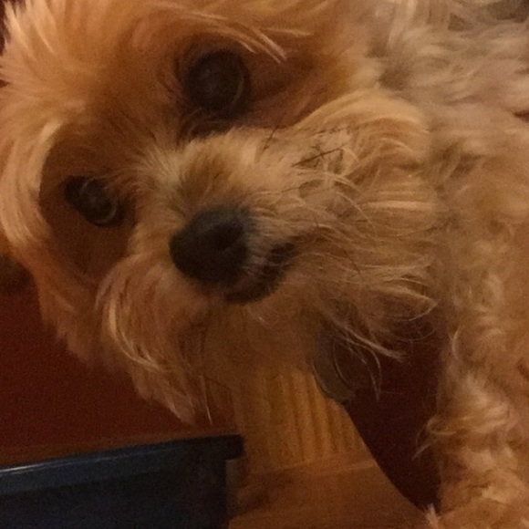 Profile Picture of Carly Dahms (@carlydahms) on Poshmark