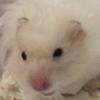 Profile Picture of 🐹💕💚💛 (@@crystal.squires) on Tiktok