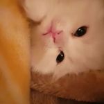 Profile Picture of lamis ibrahim bashir (@lamisibrahimbashir) on Instagram