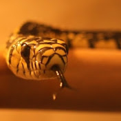 Profile Picture of Alonso Lerma (@alonsolerma4695) on Youtube