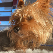 Profile Picture of Alex Der Bayrische  (@alexderbayrische3217) on Youtube