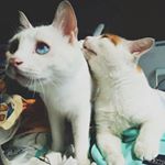 Profile Picture of hazel_yanzi (@hazel_yanzi) on Instagram