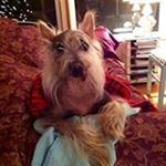 Profile Picture of dsacks (@dawnlsacks) on Instagram