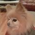 Profile Picture of Paula Maples (@paula.maples.10) on Facebook