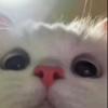 Profile Picture of cornellreid675 (@@cornellreid675) on Tiktok