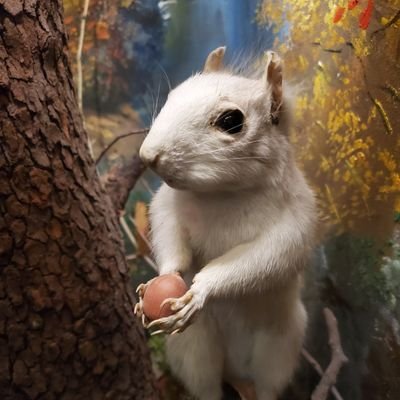 Profile Picture of Alex Kittle (@paleomollusk) on Twitter