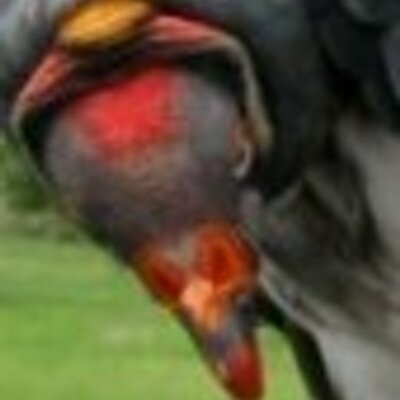 Profile Picture of The Kid Network (@bob_lafayette) on Twitter