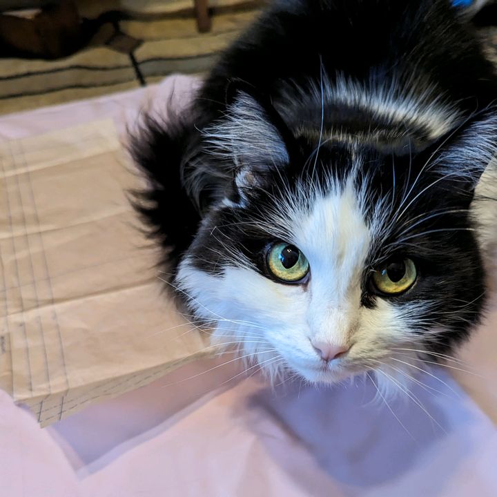 Shelly Mulkern - Tiktok Profile Picture of Shelly Mulkern (@piddlesthecat) on Tiktok