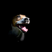 Profile Picture of Hasan Vilasevic (@hasanvilasevic6594) on Youtube