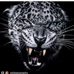 Profile Picture of Carl Tordiff (@wildcatcarl) on Instagram