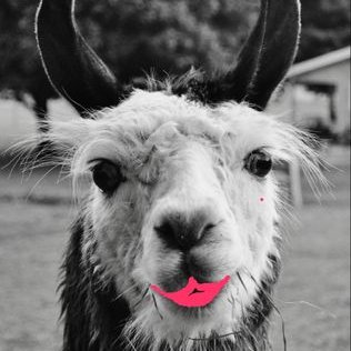 Profile Picture of Pam Evan Dando (@LlamaInfluencer) on Twitter