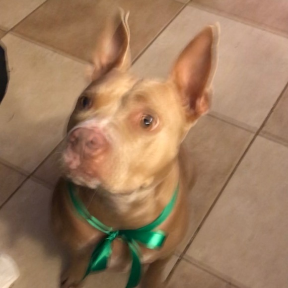 Profile Picture of Maria Sigala (@sigala70) on Poshmark