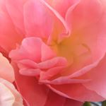 Profile Picture of Deborah Walsh (@walshdesignworks) on Instagram