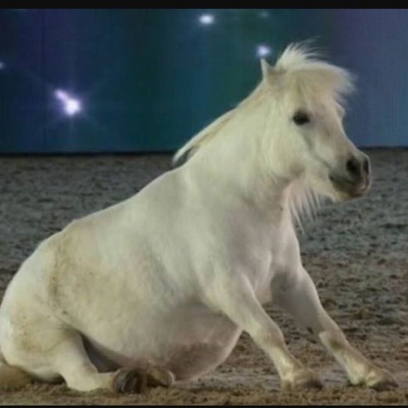 Profile Picture of Joleeñ Jochem (@jjponyrides) on Poshmark